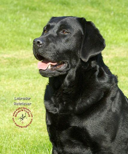 Labrador Retriever 9A69D-11.JPG